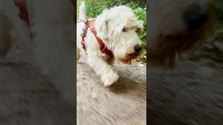 Foggy Stodmarsh Nature Reserve with Sealyham Terrier 11th May 2024 dogs dog [upl. by Rovelli]