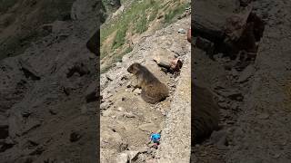 Himalayan Marmots Near Shri Amarnath Ji Cave  Marmot Animal in India shorts shortsfeed animals [upl. by Netsuj]