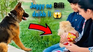 Dog in Play Area  Dog and Cat Vlog  Dog with kids [upl. by Nashbar]