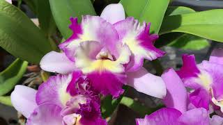 Cattleya Maris Song CTM 217 HCCAOS [upl. by Hedy]