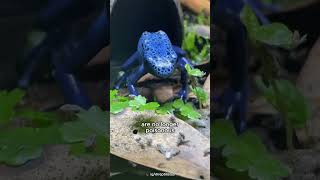 Blue Poison Dart Frogs are not Always Poisonous [upl. by Schifra835]