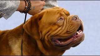 Dogue de Bordeaux in a dog show [upl. by Enitnemelc121]