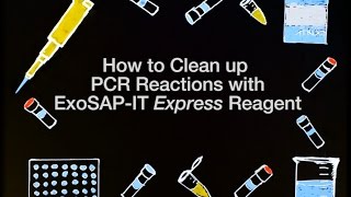 How to Clean up PCR Reactions with ExoSAPIT Express Reagent [upl. by Kachine]