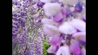 Arizona Wisteria Garden [upl. by Godard756]