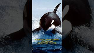 Orcas  Orcas hunt sea lions [upl. by Etienne]