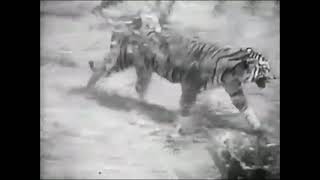 Sumatran Tiger vs African Lion Fight  New Footage  It was the lion who actually ran in the end [upl. by Almena857]