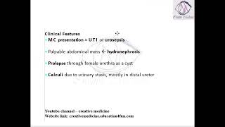 Lec 1 Ureterocele [upl. by Ripley]