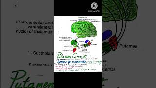 Putamen Circuit mbbs viralvideo trending shorts [upl. by Gove]