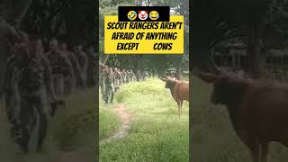 Scout Ranger Never Fear Anything Except Cows funnyarmy funny funnyanimals scoutranger [upl. by Gerlac]