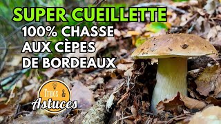 Chasse aux Cèpes super Cueillette 100 cèpes de Bordeaux 🍄🌳 cepes nature champignons astuces [upl. by Ahseik901]