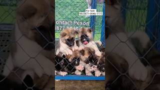 For Sale American Akita Puppies [upl. by Auqinaj]