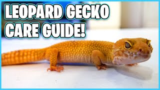 Leopard Gecko Care Guide  How to Care for a Leopard Gecko [upl. by Chaffee]