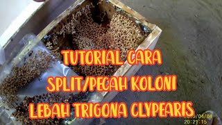 Tutorial cara mudah pecah koloni lebah trigona clypearis [upl. by Richarda821]