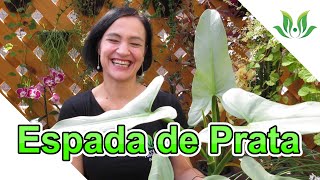 Filodendro Espada de Prata Conheça o Philodendron hastatum [upl. by Ynamreg]