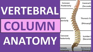 Vertebral Column Anatomy Bones Regions Curvatures Kyphotic Lordotic [upl. by Manchester]