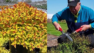 How To Prune Japanese Spireas Now in Early Spring Is the Perfect Time 👍😉😊💚✂️👏 [upl. by Wanonah233]