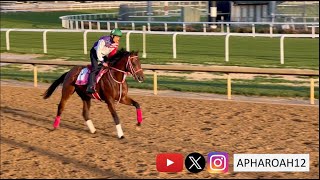 2024 Kentucky Derby 150 Training 41424 Japans Forever Young Hits the Track for First Time [upl. by Ellehcal820]