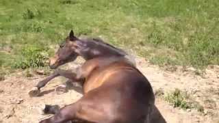 Chief rolling in the dirt after his bath [upl. by Agamemnon]