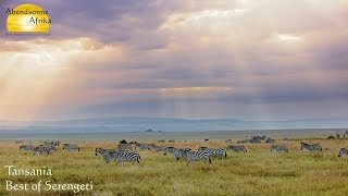 Best of Serengeti Tansania  © Abendsonne Afrika [upl. by Aveneg]