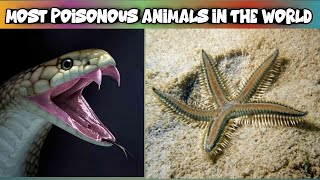 Most poisonous animals in the world  Deadliest animals on Earth  Most venomous creatures in nature [upl. by Herriott]