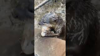 Are Small Clawed Otters Intelligent [upl. by Secnarf]