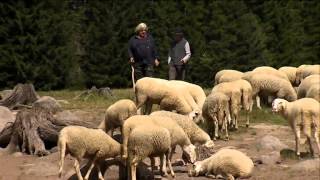 VAL DI FIEMME PANEVEGGIO le 37 transumanze di Ruggero [upl. by Gilus]