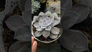 Graptopetalum Paraguayense Sol directo o sombra  ¿Cuál prefieres 🤔 shorts [upl. by Saimerej]