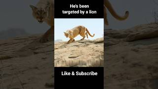 Targeted By A Lion Movie Explain in hindi shorts movieexplainedinhindi [upl. by Gunning]