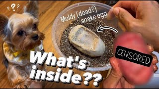 What’s INSIDE a MOLDY SNAKE EGG omg [upl. by Ellehcar439]