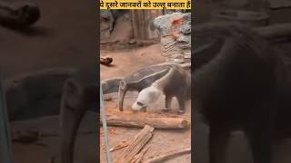 ये दूसरे जानवरों को उल्लू बनाता हैं  The Giant Anteater shorts ytshorts [upl. by Abehs]