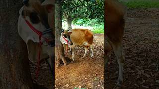 18 kg milk cow🍎🐮🍏cow milkyoutubeshorts bappaandnature [upl. by Merilee]