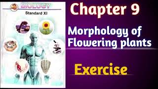 Morphology of Flowering plants class 11 biology chapter 9 exercise solutions Tayyarijeetki [upl. by Suzanne689]