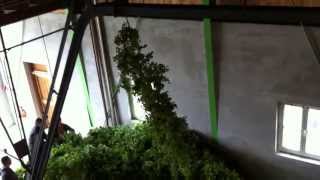 Hops Harvest Tettnang Germany [upl. by Aliemaj]