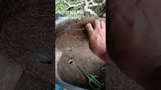 TUGAS BONSAI bonsai bonsaitree subscribe subscribemychannel trendingshorts shorts trending [upl. by Nyrhtak490]