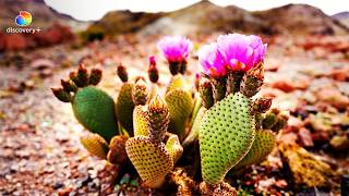 Cactus The Water bank of Deserts  The Green Planet  Discovery Plus [upl. by Aihtenak486]