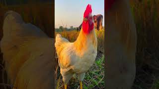 rooster crowing sound effect  chicken language sounds🐓shortschickenpetsanimals [upl. by Fogarty]