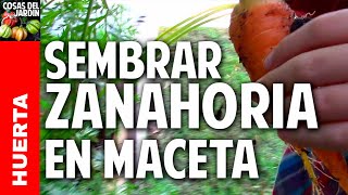 Los 4 secretos para cultivar zanahorias como la gente cosasdeljardin [upl. by Sheri]