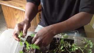 How To Transplant Stretched Or Leggy Tomato Seedlings [upl. by Akeber]