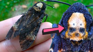 Deathshead hawkmoth  SKULL MARKING   Acherontia atropos Biology amp Fun facts [upl. by Nored129]