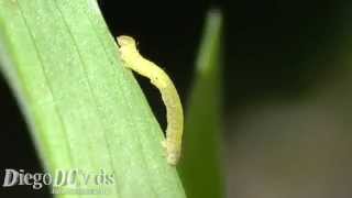 inchworm  Falsa medideira lagarta verde Geometridae [upl. by Ermanno177]