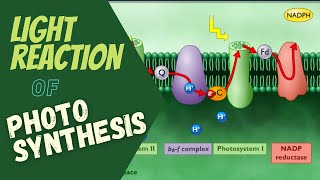 Photosynthesis Electron Transport and ATP Synthesis  Light Reaction of Photosynthesis [upl. by Cirone]