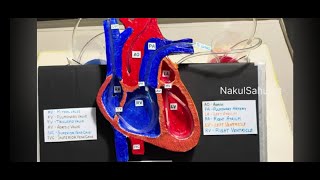 Human heart experiment setup [upl. by Kalman625]