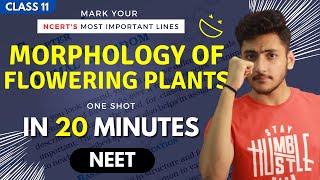 Morphology of Flowering Plants Class 11  Biology  For NEET  Full Revision In 20 Minutes [upl. by Ynor]