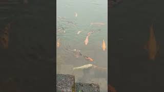 fish aquarium ratnagiri jaigad reels nature viralshort picnic river ponds fishpond [upl. by Nahtal]