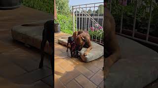 Rhodesian Ridgeback plays with Zwerg Rehpinscher [upl. by Onafets]