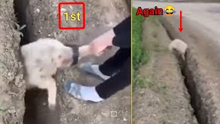 Sheep gets stuck and jump back in ditch  Funny sheep rescue shorts [upl. by Anniram382]