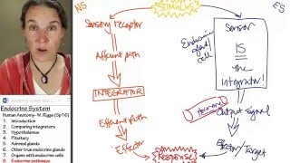 Endocrine 8 Pathways [upl. by Lletnwahs]