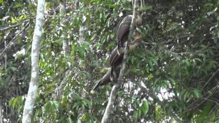 Hoatzin Ophisthocomus hoazin  Tiputini Biodiversity Station Ecuador [upl. by Handler453]