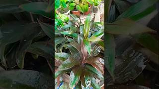 Chocolate dracena propagation tips 🪴😍trending propagation shorts [upl. by Lladnor]