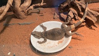 Chuckwalla Feeding [upl. by Ilrac]